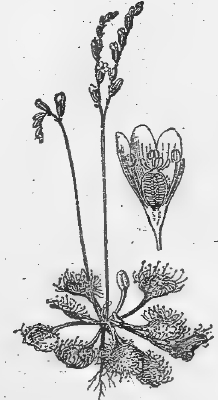 Lexique_des_plantes